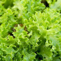 lettuce